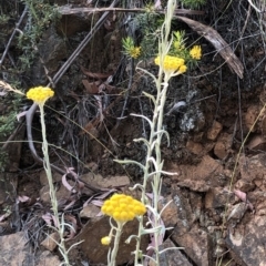 Chrysocephalum semipapposum at Geehi, NSW - 27 Dec 2019 10:59 AM