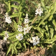 Veronica derwentiana (Derwent Speedwell) at Geehi, NSW - 27 Dec 2019 by Jubeyjubes