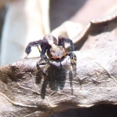 Maratus pavonis (Dunn's peacock spider) at ANBG - 24 Dec 2019 by Christine