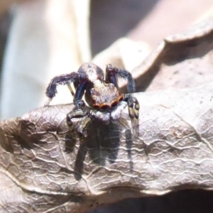 Maratus pavonis at Acton, ACT - 24 Dec 2019