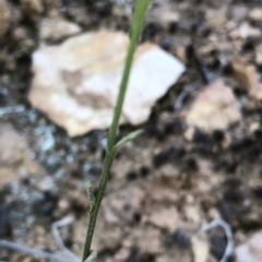 Lobelia dentata/gibbosa at Geehi, NSW - 27 Dec 2019 11:37 AM