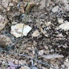 Lobelia dentata/gibbosa at Geehi, NSW - 27 Dec 2019 11:37 AM