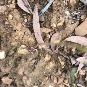 Lobelia dentata/gibbosa at Geehi, NSW - 27 Dec 2019 11:37 AM