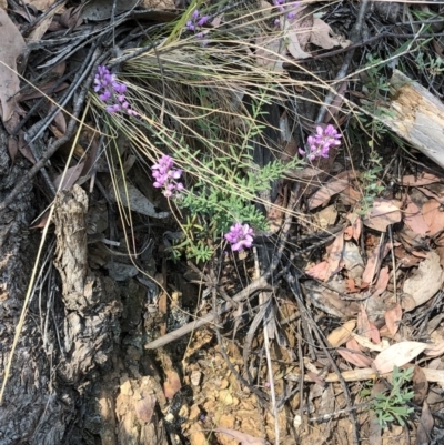 Comesperma ericinum (Heath Milkwort) at Geehi, NSW - 27 Dec 2019 by Jubeyjubes