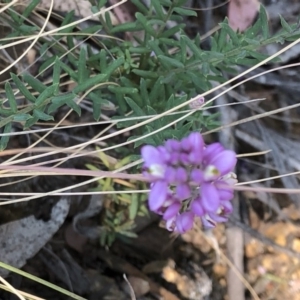 Comesperma ericinum at Geehi, NSW - 27 Dec 2019