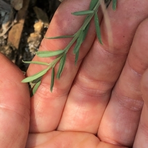 Comesperma ericinum at Geehi, NSW - 27 Dec 2019