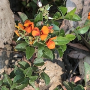 Oxylobium ellipticum at Geehi, NSW - 27 Dec 2019