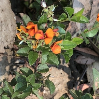 Oxylobium ellipticum (Common Shaggy Pea) at Kosciuszko National Park - 27 Dec 2019 by Jubeyjubes