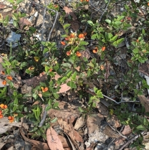 Oxylobium ellipticum at Geehi, NSW - 27 Dec 2019