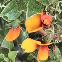 Oxylobium ellipticum (Common Shaggy Pea) at Geehi, NSW - 27 Dec 2019 by Jubeyjubes