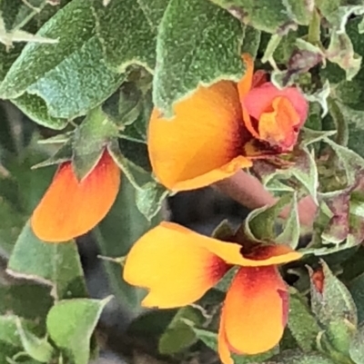 Oxylobium ellipticum (Common Shaggy Pea) at Kosciuszko National Park - 27 Dec 2019 by Jubeyjubes