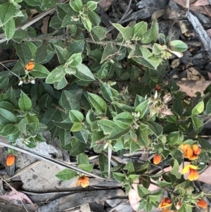 Oxylobium ellipticum at Geehi, NSW - 27 Dec 2019