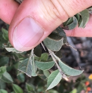 Oxylobium ellipticum at Geehi, NSW - 27 Dec 2019