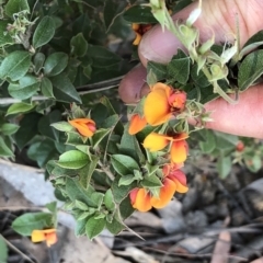 Oxylobium ellipticum at Geehi, NSW - 27 Dec 2019