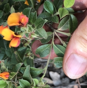 Oxylobium ellipticum at Geehi, NSW - 27 Dec 2019 11:04 AM