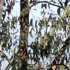 Philemon corniculatus (Noisy Friarbird) at Kosciuszko National Park - 27 Dec 2019 by Jubeyjubes