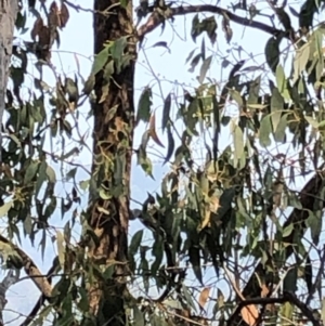 Philemon corniculatus at Geehi, NSW - 27 Dec 2019 11:03 AM