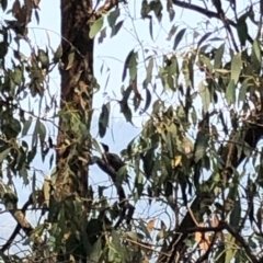 Philemon corniculatus at Geehi, NSW - 27 Dec 2019 11:03 AM