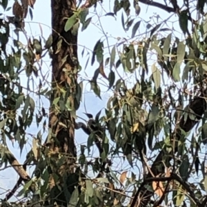 Philemon corniculatus at Geehi, NSW - 27 Dec 2019 11:03 AM