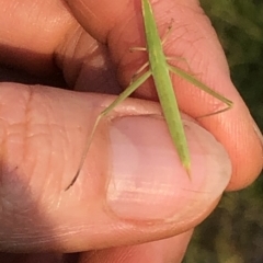Acrida conica (Giant green slantface) at Geehi, NSW - 27 Dec 2019 by Jubeyjubes