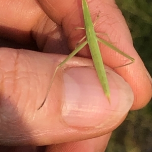 Acrida conica at Geehi, NSW - 27 Dec 2019 05:49 PM