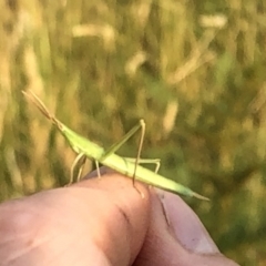 Acrida conica at Geehi, NSW - 27 Dec 2019 05:49 PM