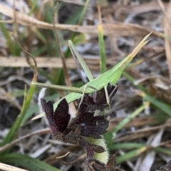 Acrida conica at Geehi, NSW - 27 Dec 2019 05:49 PM