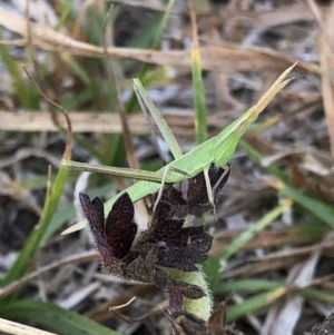 Acrida conica at Geehi, NSW - 27 Dec 2019 05:49 PM