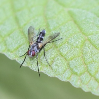 Tachinidae (family) (Unidentified Bristle fly) at ANBG - 9 Dec 2019 by AlisonMilton