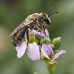 Leioproctus sp. (genus) (Plaster bee) at Broulee Island Nature Reserve - 29 Dec 2019 by David