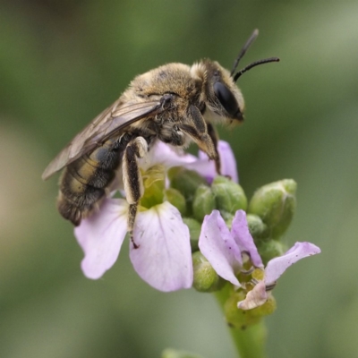 Leioproctus sp. (genus) (Plaster bee) at Broulee Island Nature Reserve - 29 Dec 2019 by David