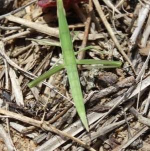 Acrida conica at Alpine, NSW - 25 Dec 2016