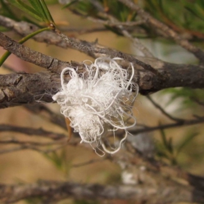 Callococcus acaciae (Burgan woolly scale) at Latham, ACT - 25 Dec 2019 by pinnaCLE