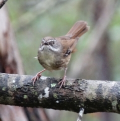 Sericornis frontalis (White-browed Scrubwren) at Alpine, NSW - 23 Dec 2016 by JanHartog