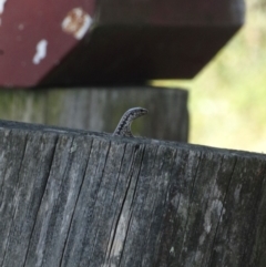 Concinnia tenuis (Bar-sided Skink) at Alpine - 15 Jan 2017 by JanHartog