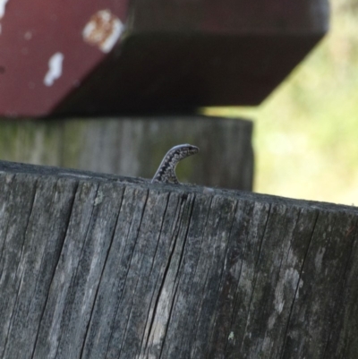 Concinnia tenuis (Bar-sided Skink) at Alpine, NSW - 15 Jan 2017 by JanHartog