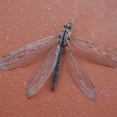 Heoclisis fundata (Antlion lacewing) at Hughes, ACT - 26 Dec 2019 by JackyF