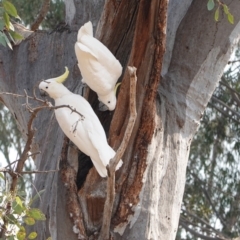 Cacatua galerita (Sulphur-crested Cockatoo) at Hughes, ACT - 27 Dec 2019 by JackyF