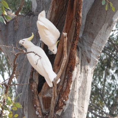 Cacatua galerita (Sulphur-crested Cockatoo) at Hughes, ACT - 26 Dec 2019 by JackyF