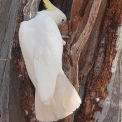 Cacatua galerita at Hughes, ACT - 27 Dec 2019