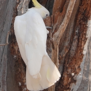 Cacatua galerita at Hughes, ACT - 27 Dec 2019