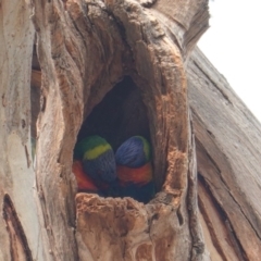 Trichoglossus moluccanus (Rainbow Lorikeet) at GG101 - 27 Dec 2019 by JackyF