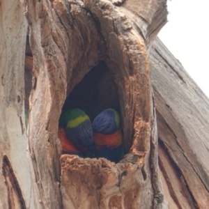 Trichoglossus moluccanus at Hughes, ACT - 28 Dec 2019