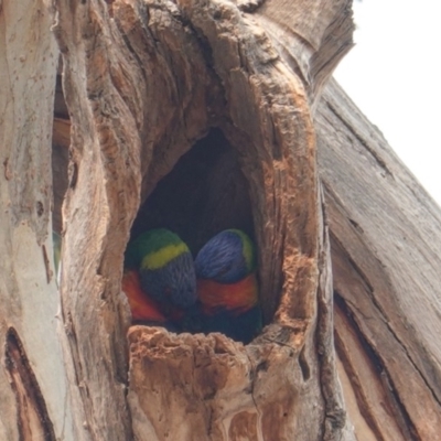 Trichoglossus moluccanus (Rainbow Lorikeet) at Hughes Grassy Woodland - 27 Dec 2019 by JackyF