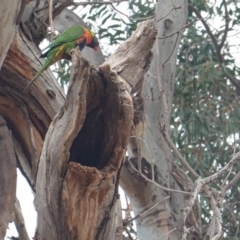 Trichoglossus moluccanus at Hughes, ACT - 28 Dec 2019 08:41 AM