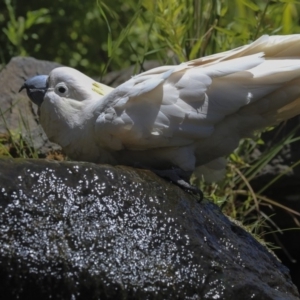 Cacatua galerita at Acton, ACT - 3 Dec 2019 10:33 AM