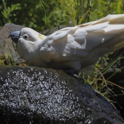 Cacatua galerita (Sulphur-crested Cockatoo) at ANBG - 2 Dec 2019 by Alison Milton