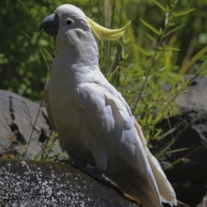 Cacatua galerita at Acton, ACT - 3 Dec 2019 10:33 AM