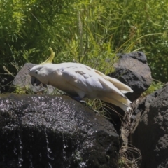 Cacatua galerita at Acton, ACT - 3 Dec 2019