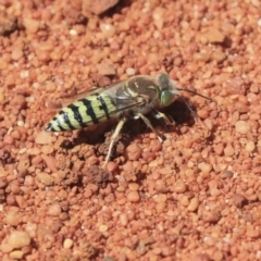 Bembix sp. (genus) (Unidentified Bembix sand wasp) at Hackett, ACT - 2 Dec 2019 by AlisonMilton